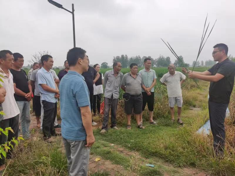 霍邱县中华职教社举办水稻病虫害防治技术现场教学.jpg